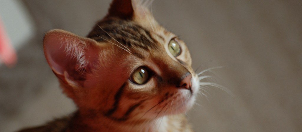 Gestante não pode conviver com gatos?