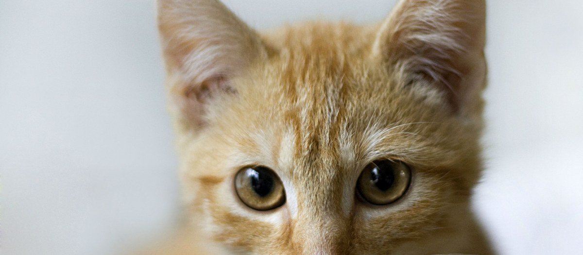 Gestante não pode conviver com gatos: mito ou verdade?