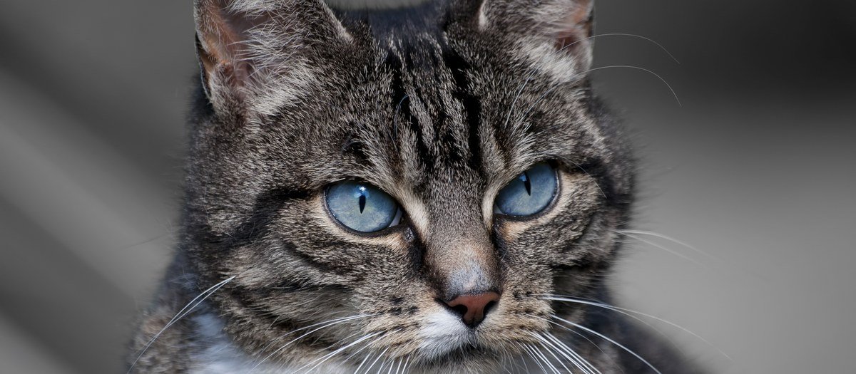 Gestante não pode conviver com gatos: mito ou verdade?