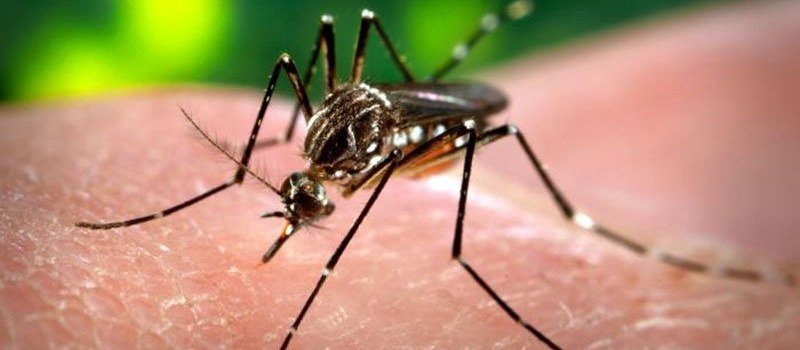 Zika vírus pode ser perigoso também para crianças: mito ou verdade?