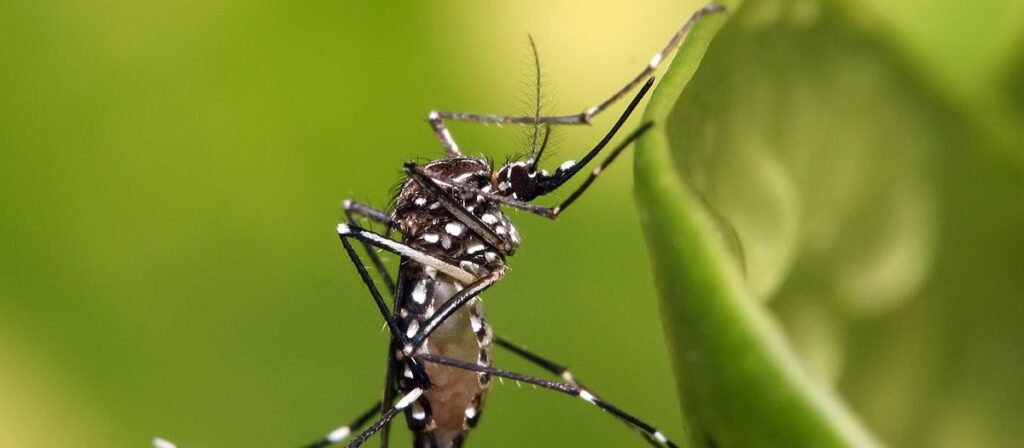 Febre Amarela, Dengue, Zika, Chikungunya: O Que Preciso Saber para Evitar as Doenças