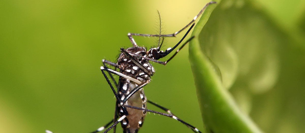Febre Amarela, Dengue, Zika, Chikungunya: O Que Preciso Saber para Evitar as Doenças